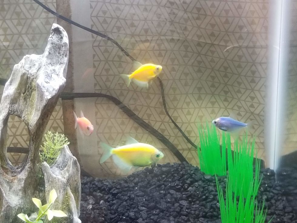 Introducing The Fishie Bois