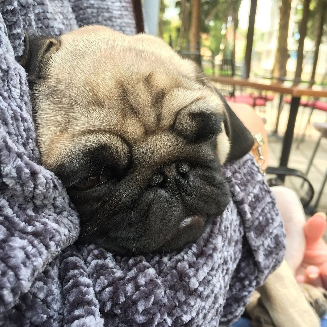 Just 24 Pictures Of Pugs To Make You Smile