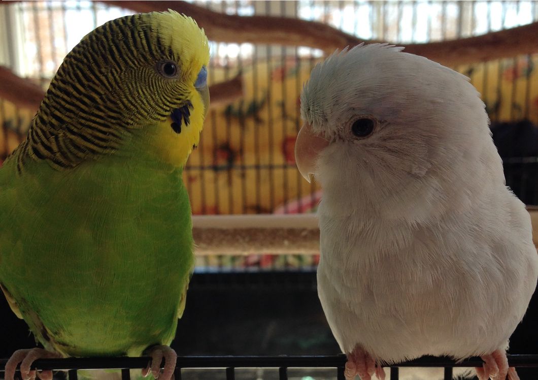 30 Reasons Birds Are Just As Good As Dogs, If Not Better