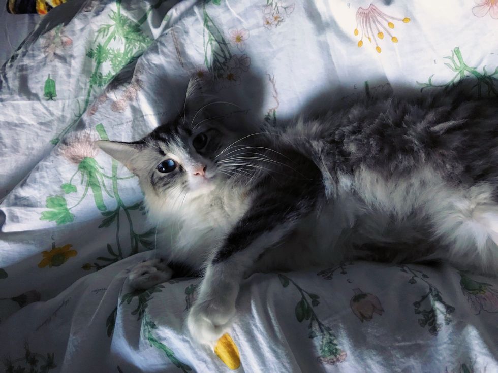 Don't Hate Cats Just Because You Don't Understand Them