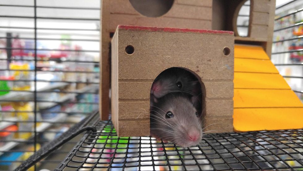Why Rats Are Underrated Pets