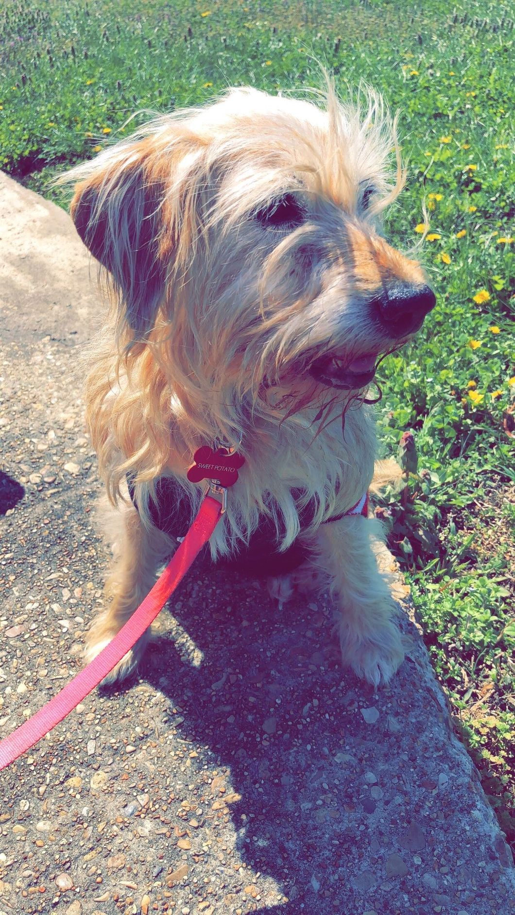 My Dog Helped Me Realize That Everyone Needs A Chance