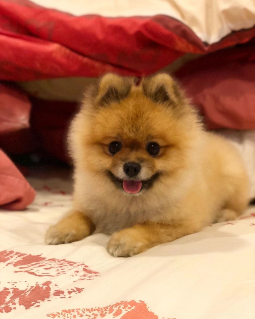 What To Expect When You're Expecting A Puppy