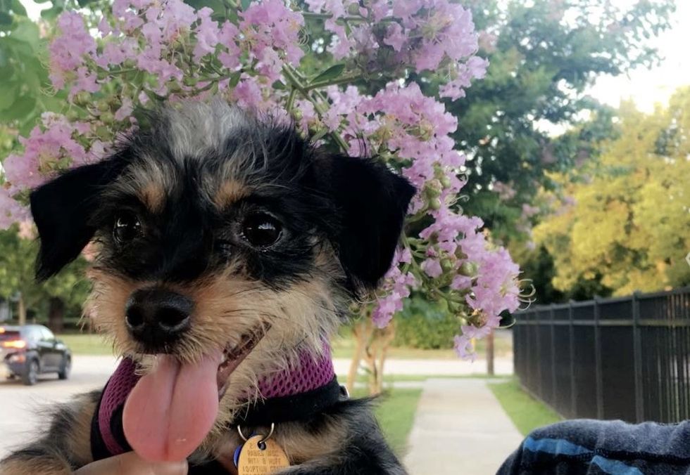 My Dog Kicked My Fur Allergy To The Curb, And Also Saved My Life