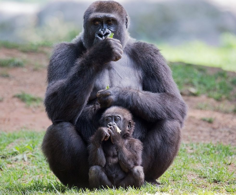Apes and Humans Aren't So Different, We Even Have A Shared Language