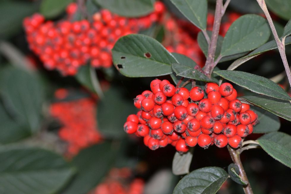 Christmastime in November