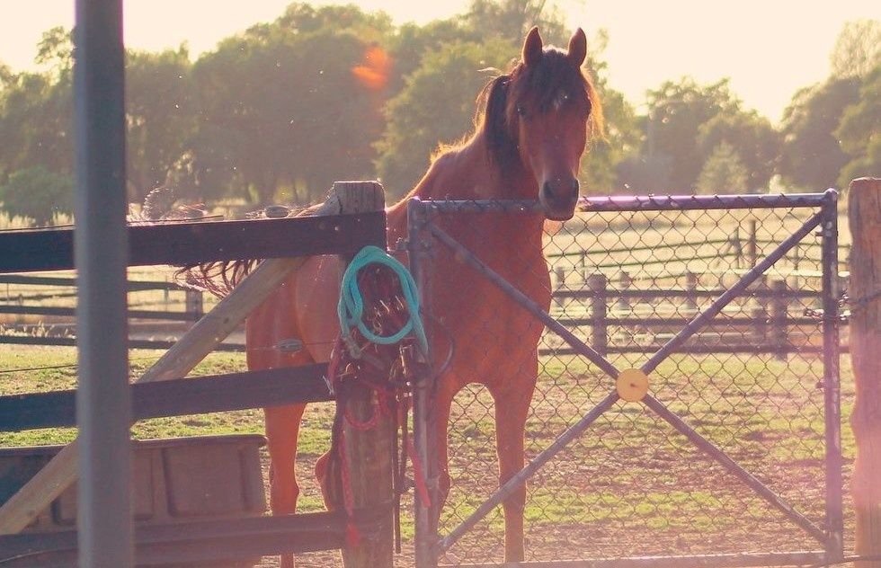 The Most Difficult Part Of Leaving For College Isn't Leaving Friends And Family, It's Leaving Your Pets