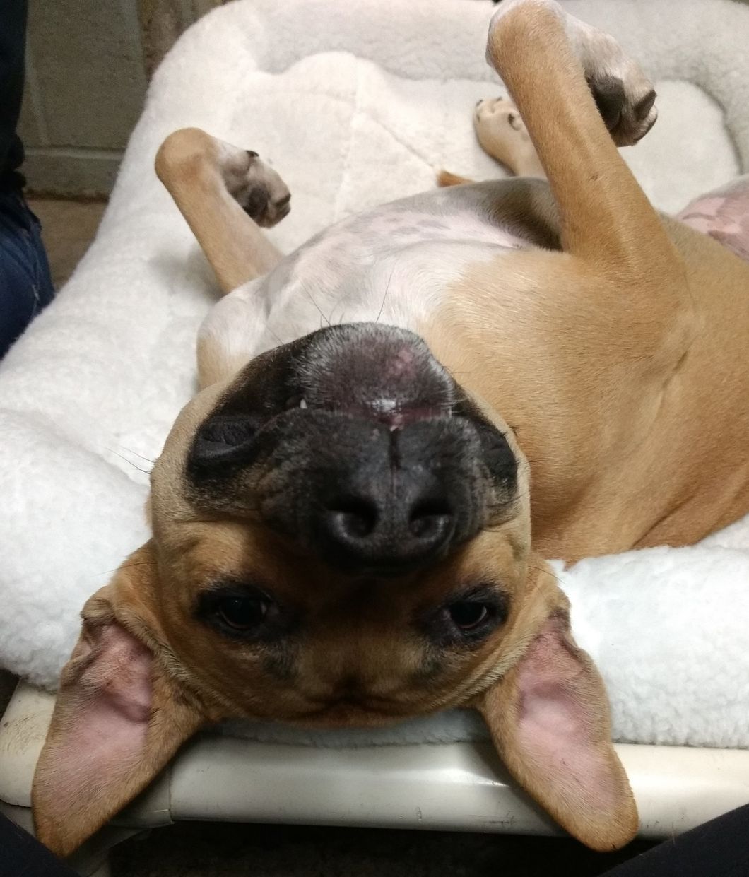 If You're Thinking Of Getting A Pet, Go To An Animal Shelter Because They Need Loving Homes