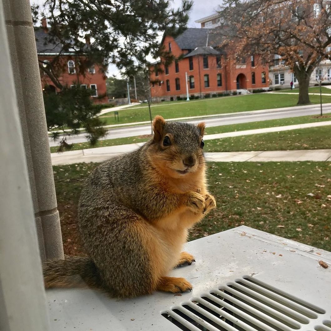 7 Times I Have Connected With The Campus Squirrels On A Spiritual Level