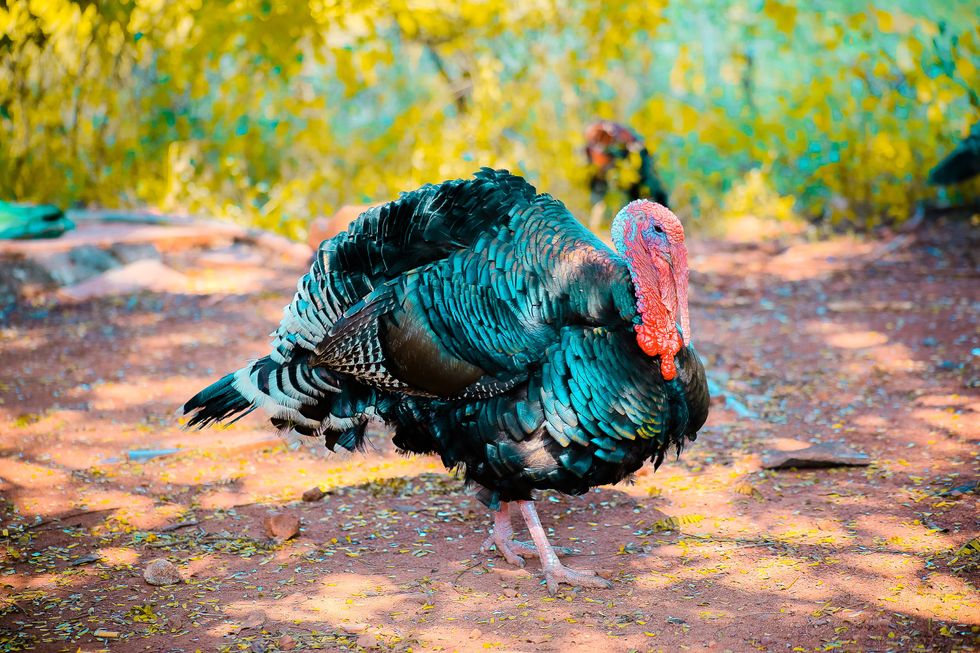 Everything You Know About Thanksgiving Is A Lie