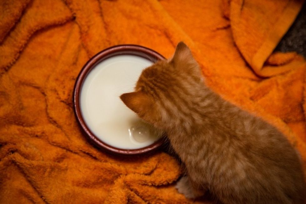 Giving Your Cat Milk Isn't The Treat You Think, It Can Actually Be Dangerous