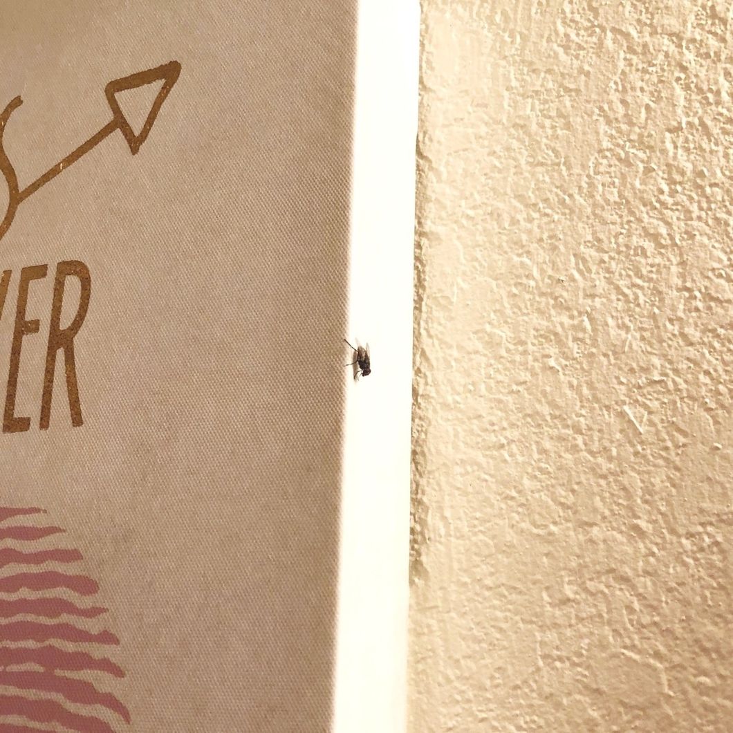 I’m The Girl Who Feels Bad About Killing Bugs, So Now I’ve Ended Up Unofficially Adopting A Pet Fly