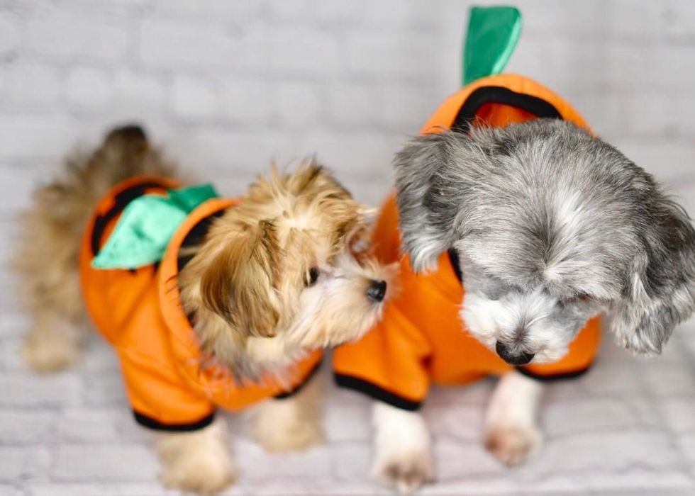 The Cutest Halloween Couples Costumes For You AND Your Dog