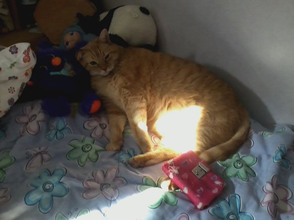 15 Thoughts Every Cat Has Thought At Some Point, Probably