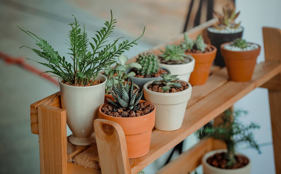 Plants As Self-Care: 3 Reasons Everyone Should Start A House Plant Collection