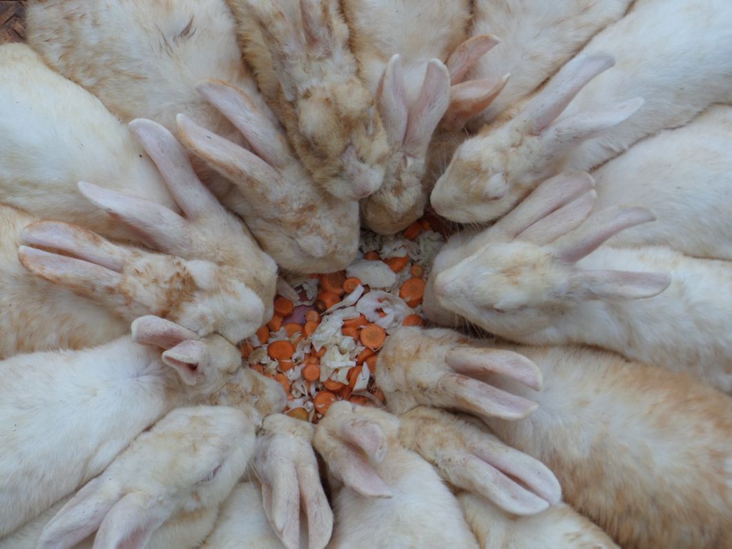 You Shouldn't Support Animal Testing