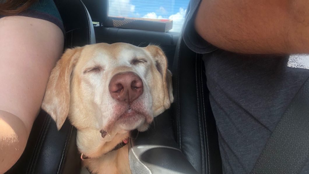 I Registered My Dog As An Emotional Support Animal And You Should Too