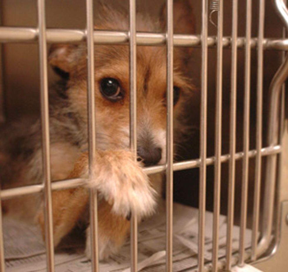 “An open letter to those who adopted from an animal shelter, before it was too late”