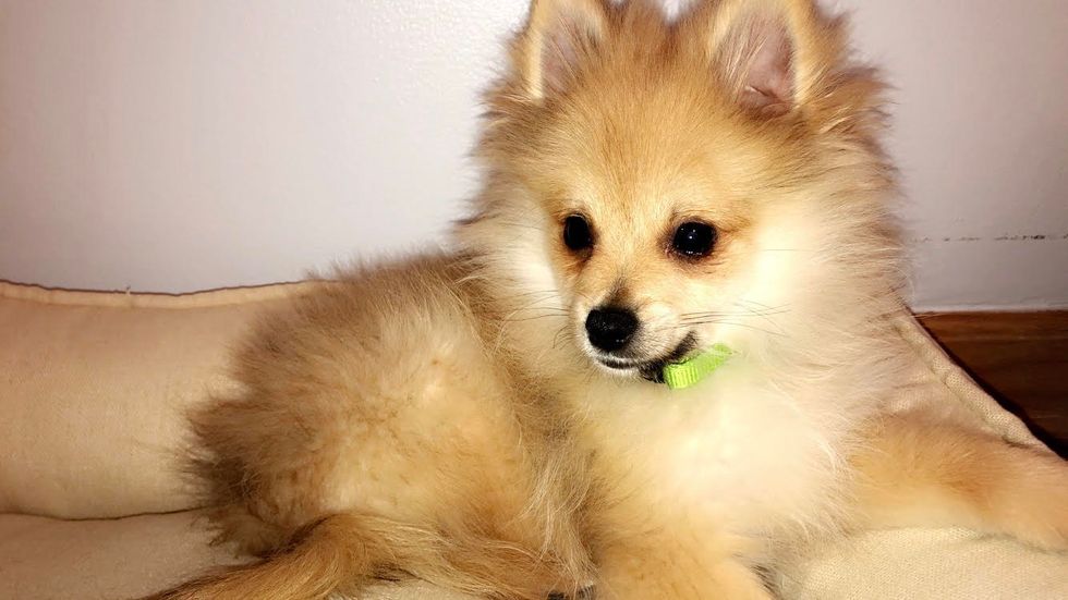 What To Expect When You're Expecting A Puppy, Pt. 2