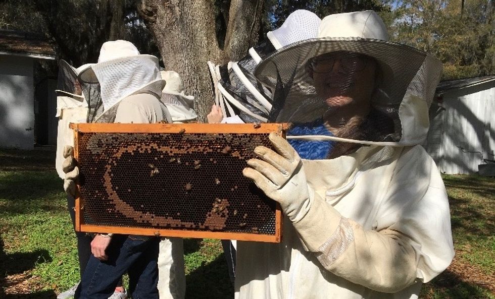 My Experience At UF's Bee Lab