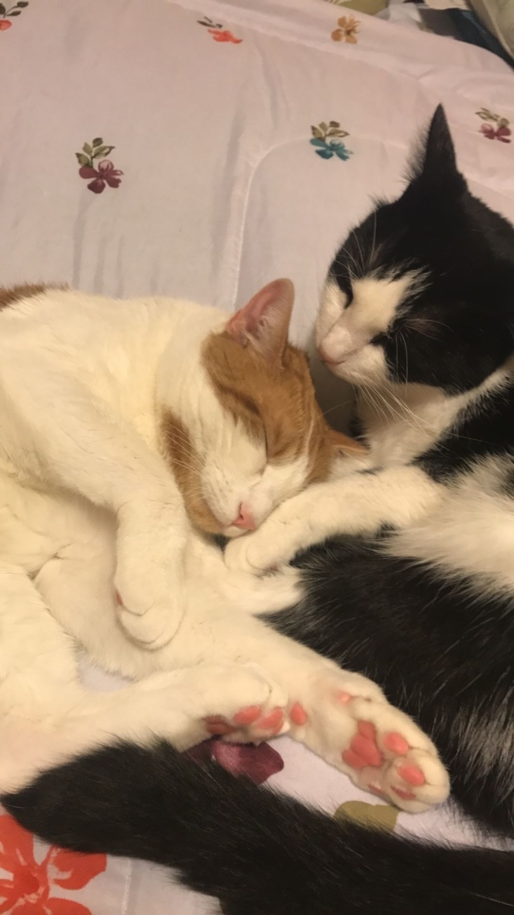 12 Things You Learn From Being A Cat Mom