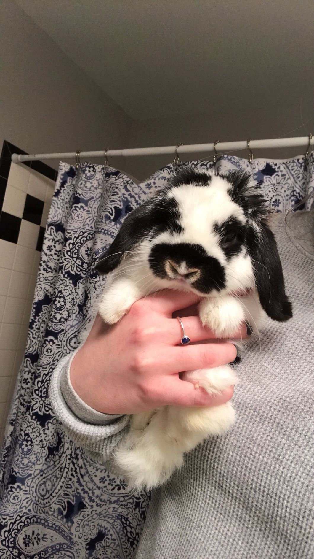 Adopting A Bunny In College Is The Best Decision I've Ever Made