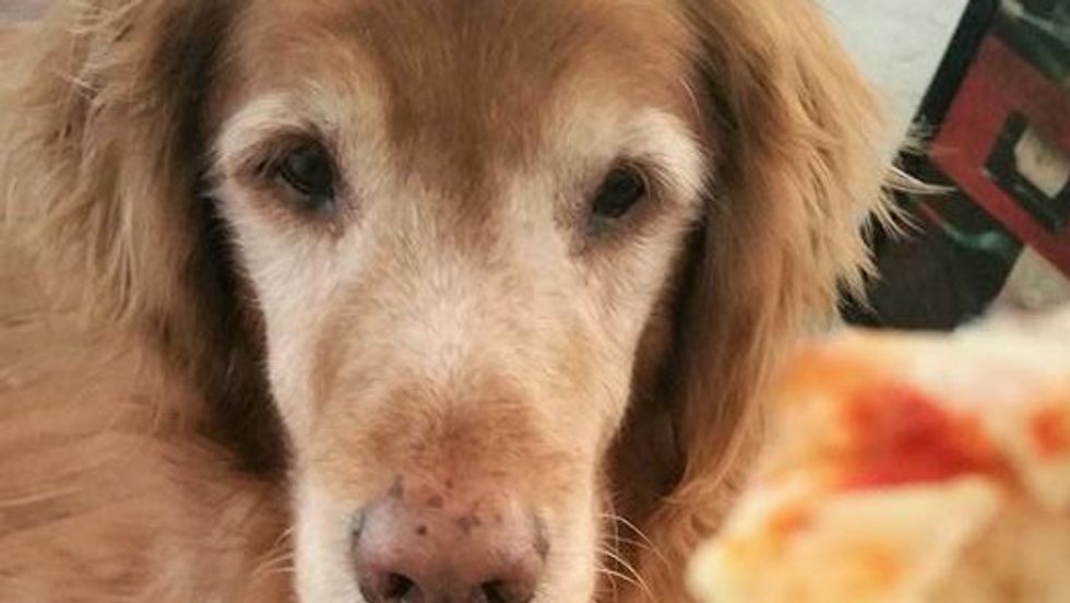 A Tribute To One More Good Boy