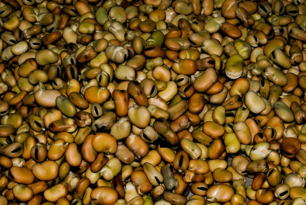 Where Do Vegans Get Their Protein From?