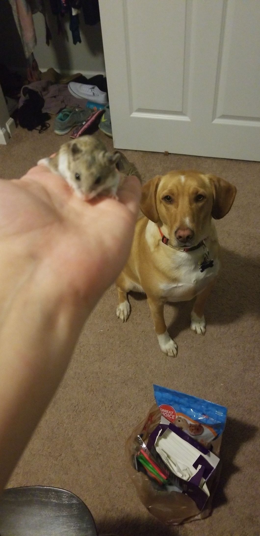 Being A Single Mother Of Three (Pets) In College