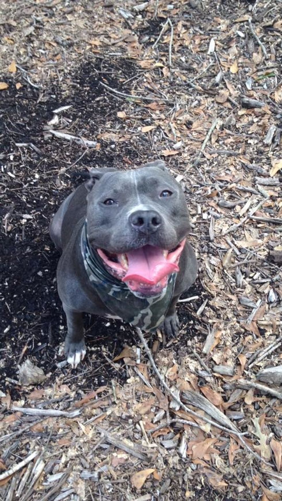 For The Love Of Pitbulls