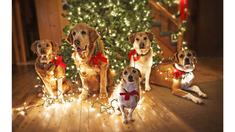 6 Christmas Presents to Get Your Dog
