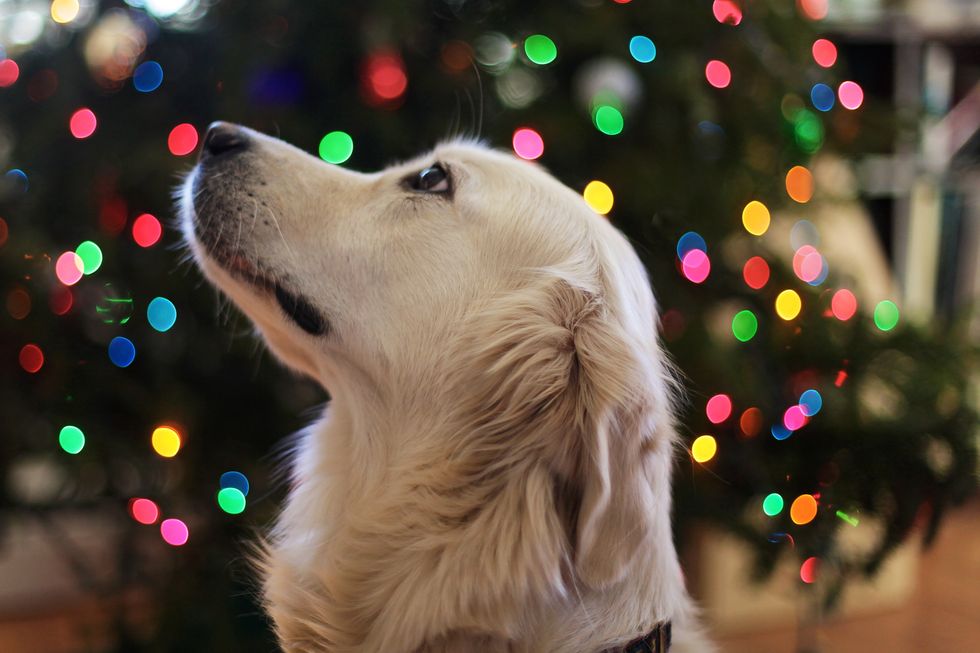 You Can Save Lives This Holiday Season By Adopting Your New Furry Friend