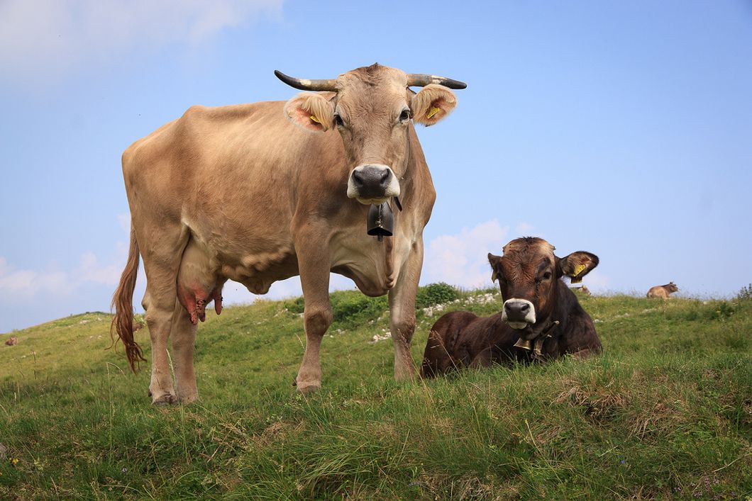 3 Reasons Vegetarianism Can Save Our Environment, Not Just The Animals