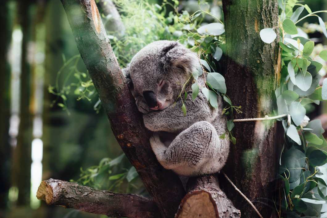 The 10 Stages Of Finals Week, As Told By 10 Of The Cutest Creatures On Earth