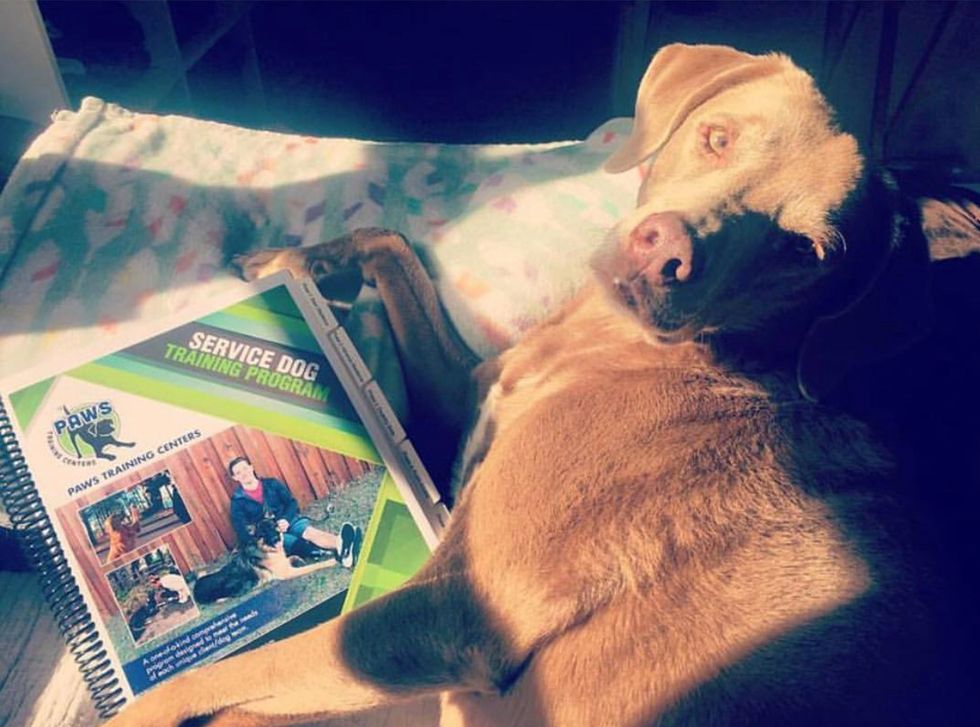 Search & Rescue: From Shelter Dog to Service Dog