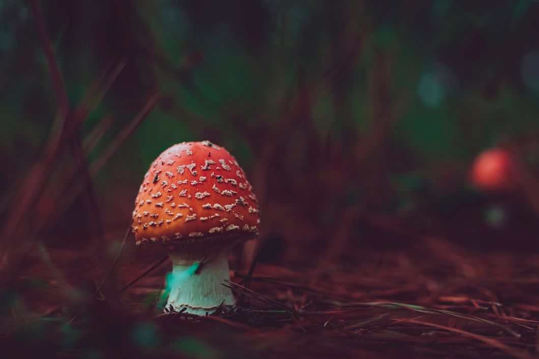 Did Magic Mushrooms Give Rise To Human Consciousness?