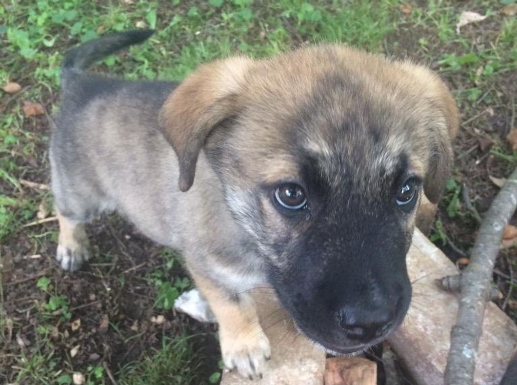 6 Things To Ask Yourself Before You Gift A Puppy