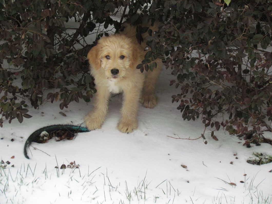 9 Things We Could Learn From Dogs That Will Help Us In 2019 And Beyond