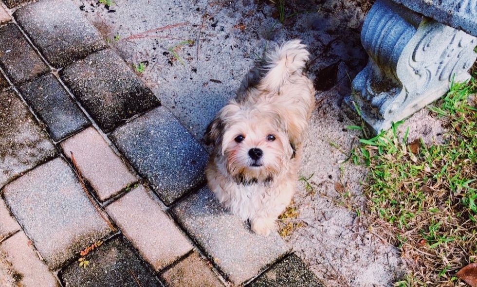 Lessons My 4-Month Old Puppy has Taught Me