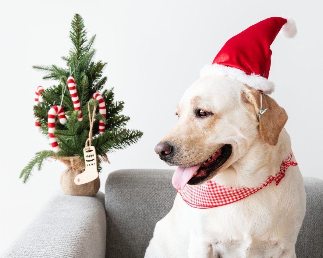 10 Last Minute Christmas Presents For Your Dog Obsessed Friend