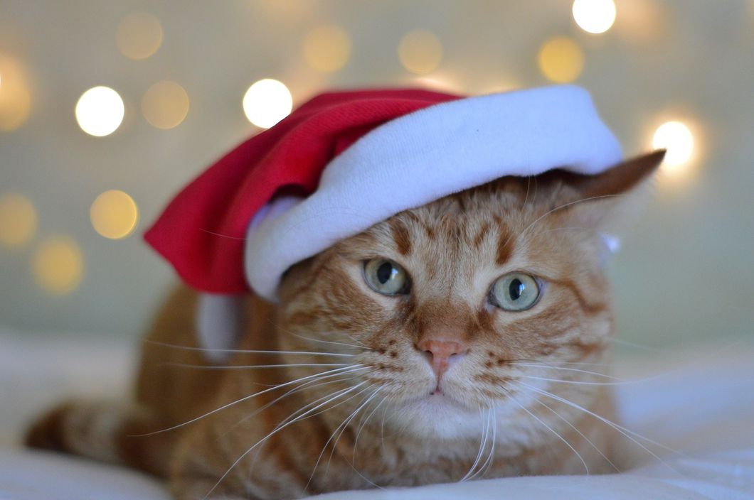 Are Pets The Best Holiday Gift?