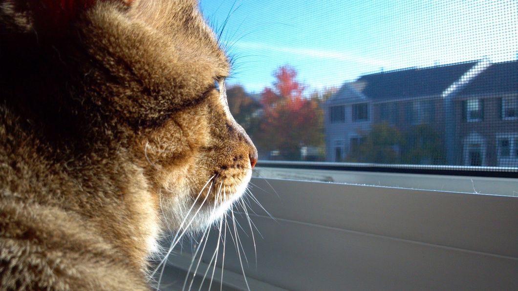 5 Significant Contributions My Cat Makes To My Life That Only A Cat Lover Would Understand