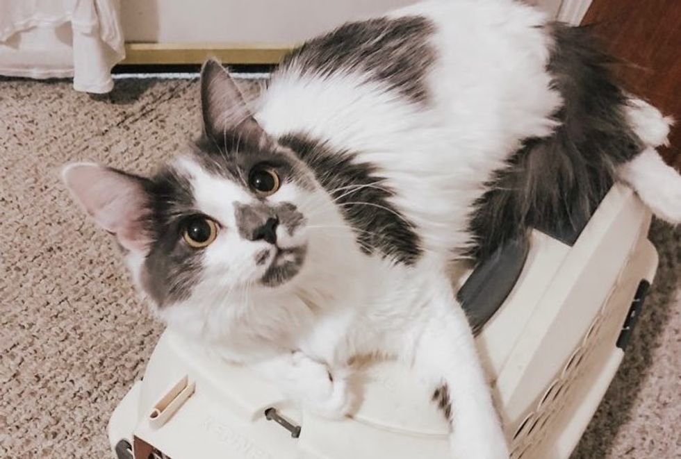 Save Your Pet And Do Not Buy From Hartz