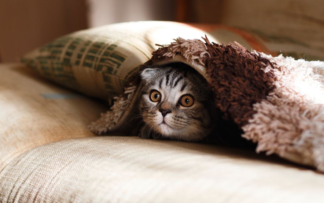 12 Purr-fect Reasons Owning A Cat Is The Best