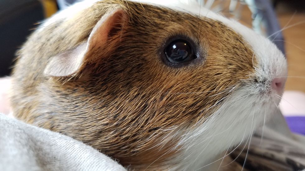 16 Things To Know In Order To Be The BEST Guinea Pig Parent