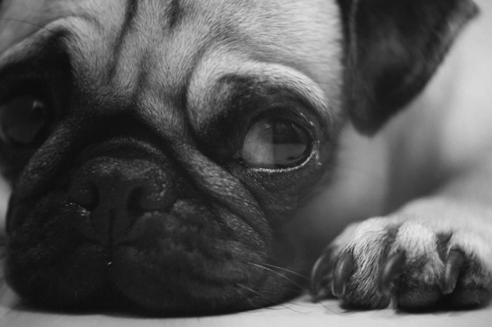 A Typical Week As Told By Pug GIFs