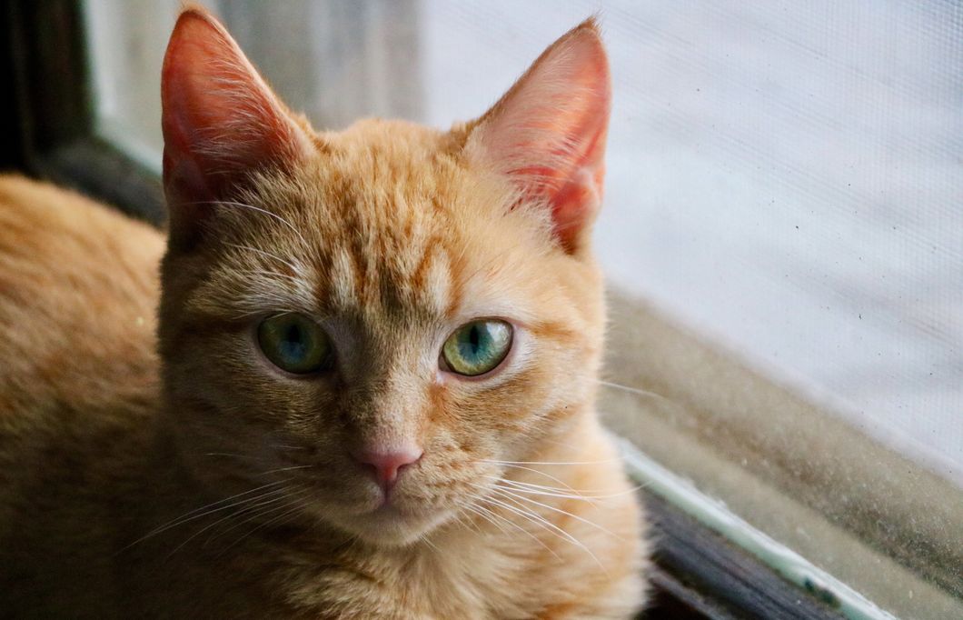 I Went Away To College And My Family Replaced Me With A Cat