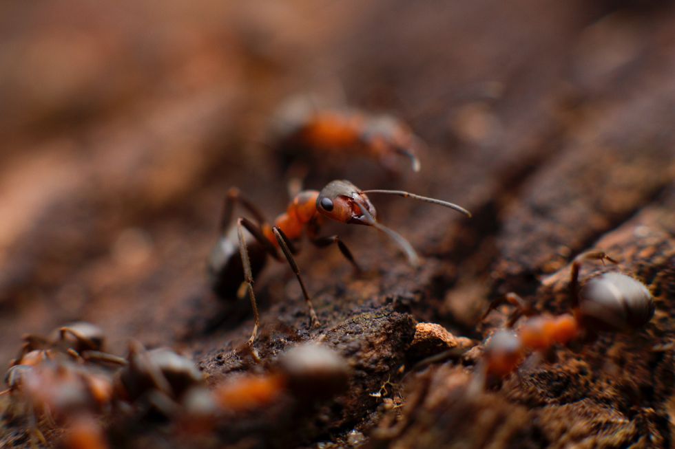 Ants Are The Worst, Take Care Of Them With Borax