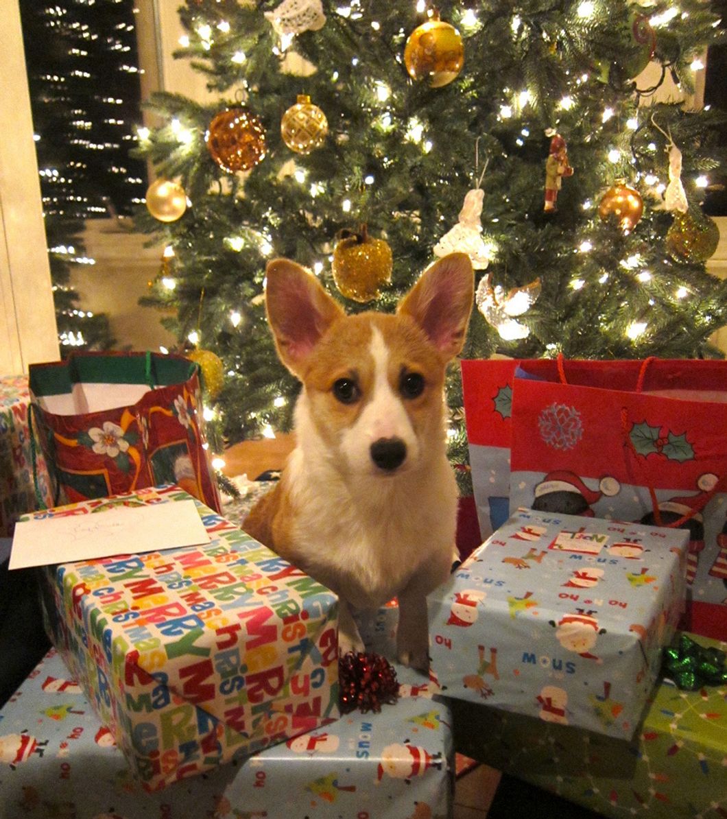 An Open Letter To Those Who Had A Tiny Furry Friend Under Their Christmas Tree