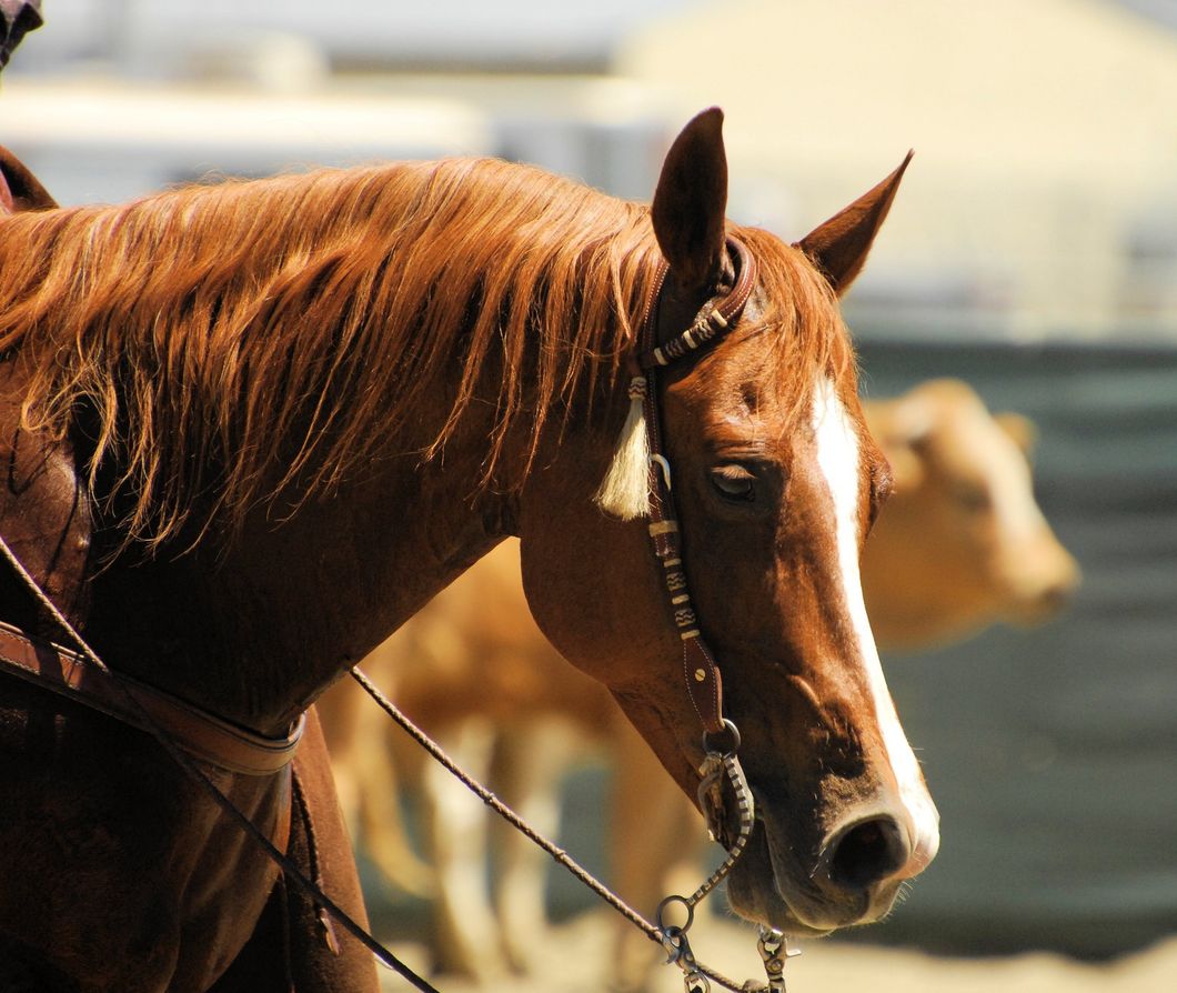 Breed Discrimination Is Plaguing Your Local Horse Shows, Even If You Don't Realize It